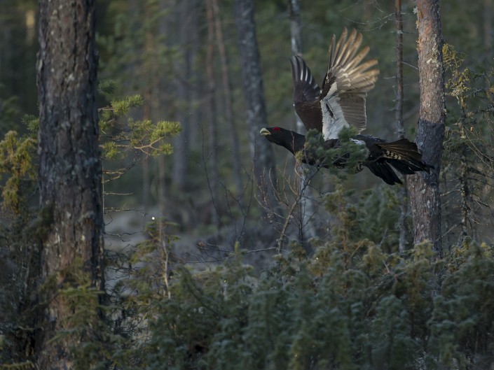 Tjäder Dalarna 2015