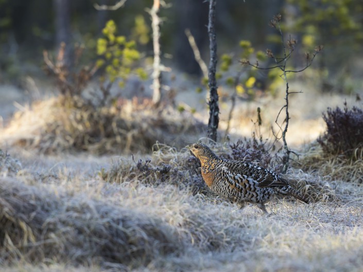 Tjäder Dalarna 2015