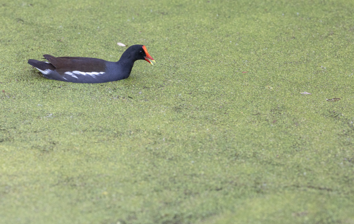 Rörhöna, Gallinula chloropus, Florida, Common Moorhen