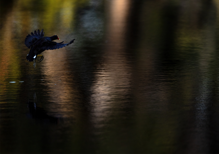 Rörhöna, Gallinula chloropus, Florida, Common Moorhen