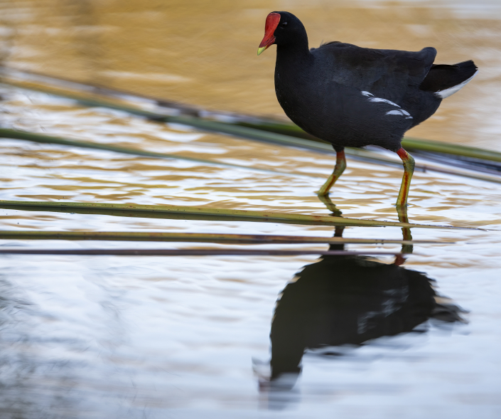 Rörhöna, Gallinula chloropus, Florida, Common Moorhen