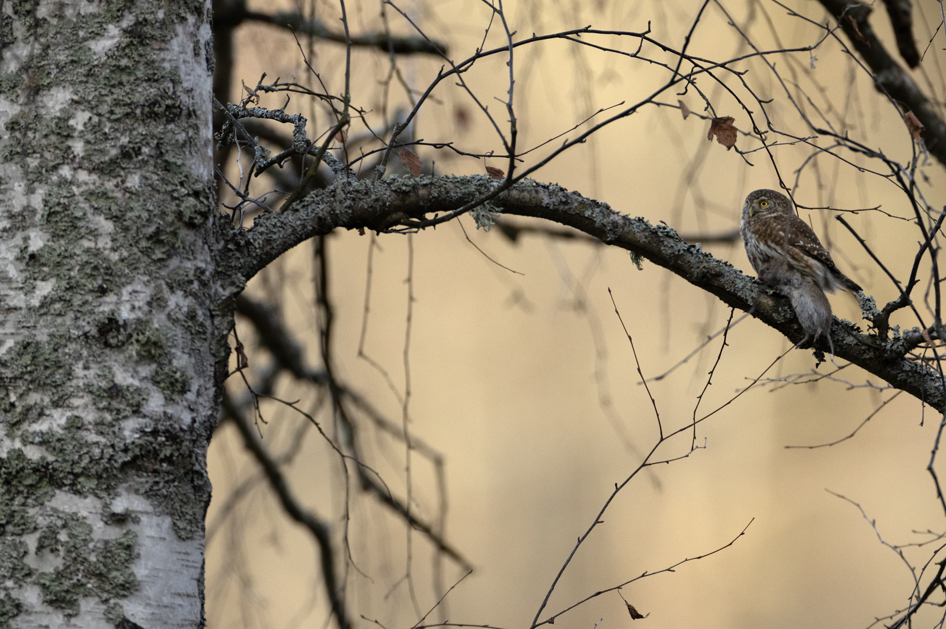 Sparvuggla