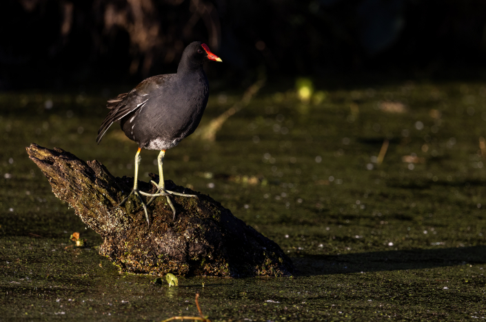 Rörhöna, Gallinula chloropus, Florida, Common Moorhen