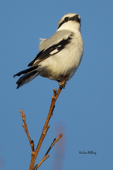 Varfågel