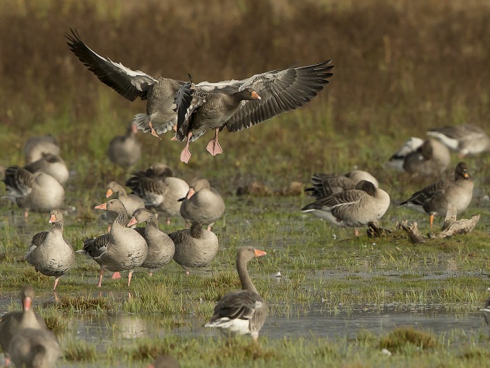 Greylag goose