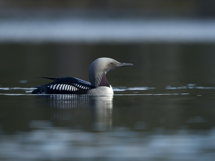 Blackthoated loon Sweden 2014