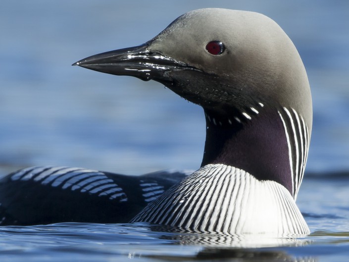 Blackthoated loon Sweden 2014