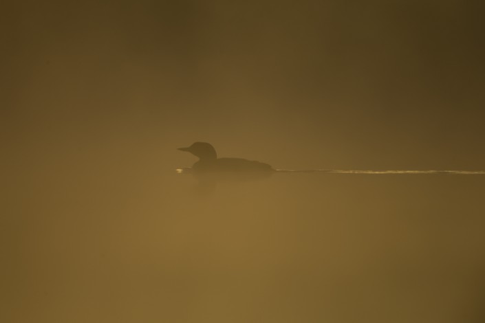 Blackthoated loon Sweden 2014