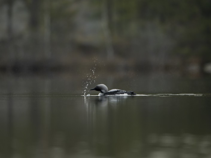 Blackthoated loon Sweden 2014