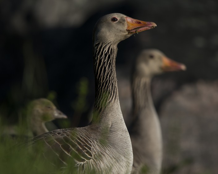 Greylag goose