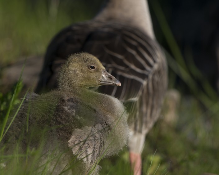 Greylag goose