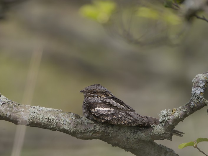 Nightjar Horsten 2015