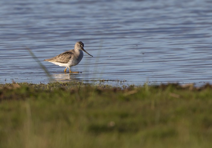 Terek sandpiper Tullgarn 2015