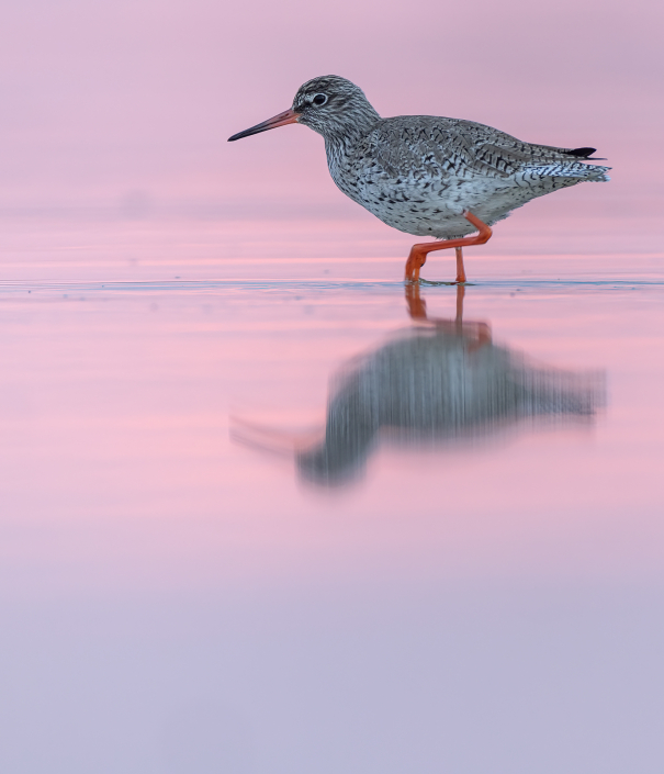 Rödbena, Gotland