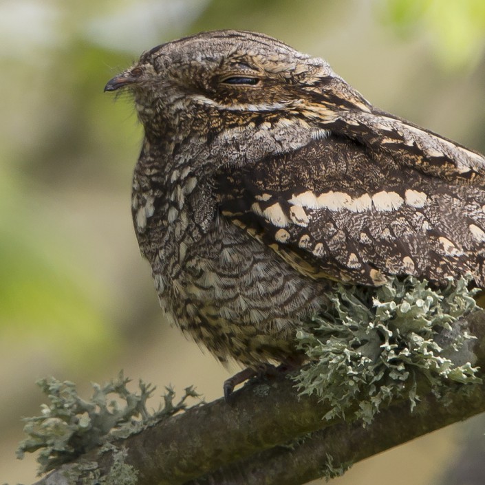 Nightjar Horsten 2015