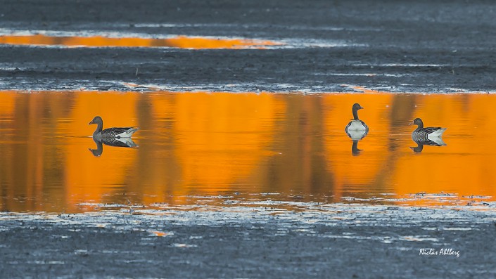 Greylag goose