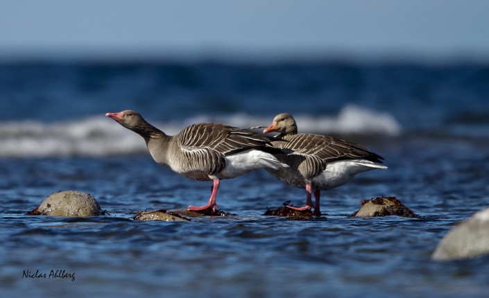 Greylag goose