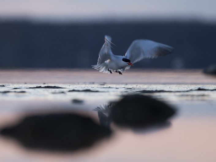 Skräntärna, Caspian tern, Hydroprogne caspia