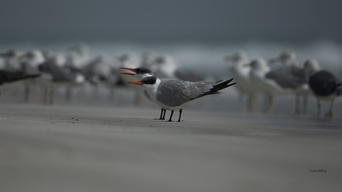 Skräntärna, Caspian tern, Hydroprogne caspia