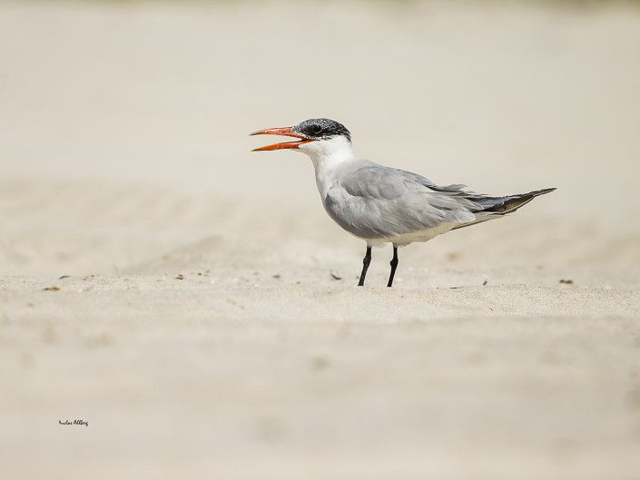 Skräntärna, Caspian tern, Hydroprogne caspia