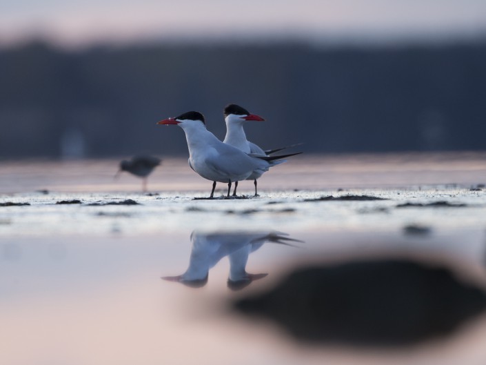 Skräntärna, Caspian tern, Hydroprogne caspia