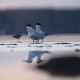 Skräntärna, Caspian tern, Hydroprogne caspia