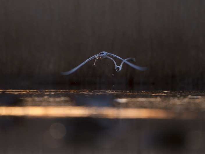 Skräntärna, Caspian tern, Hydroprogne caspia