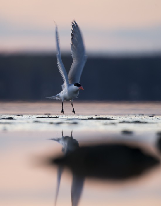 Skräntärna, Caspian tern, Hydroprogne caspia