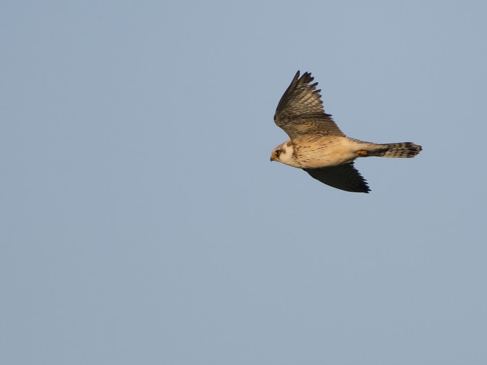 Red-footed falcon, Gotland 2015