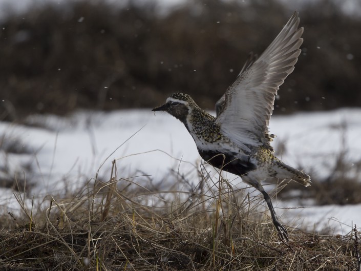 Golden plover, Härjedalen 2015