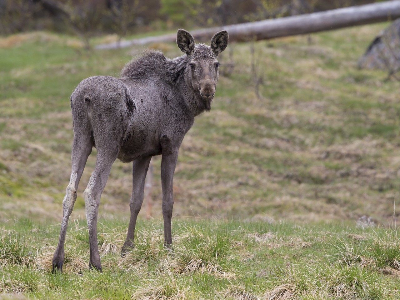 Moose Dalarna 2015