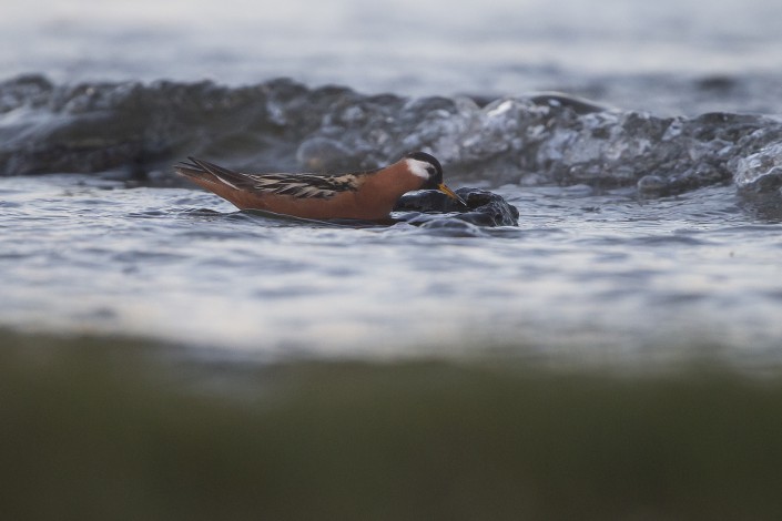 Grey phalarope, Gotland 2015