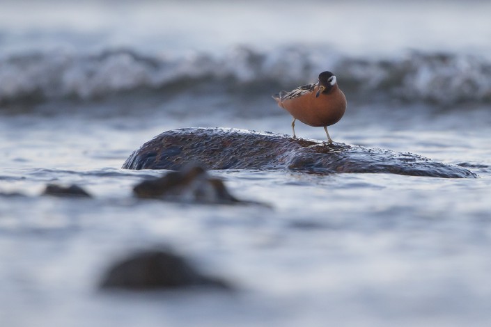 Grey phalarope, Gotland 2015