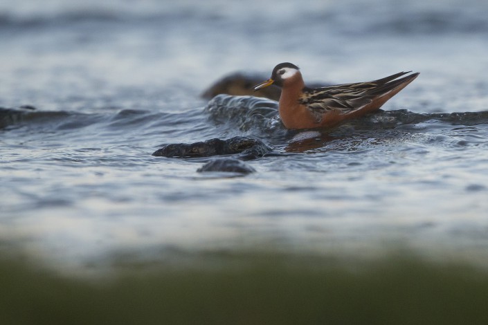 Grey phalarope, Gotland 2015