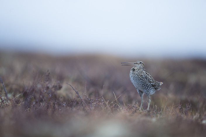 Great Snipe, Jämtland 2015