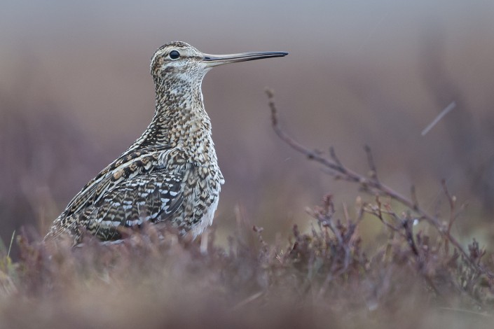 Great Snipe, Jämtland 2015