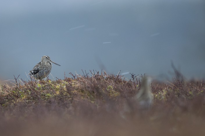 Great Snipe, Jämtland 2015