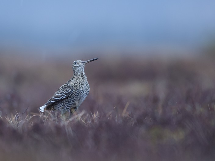 Great Snipe, Jämtland 2015