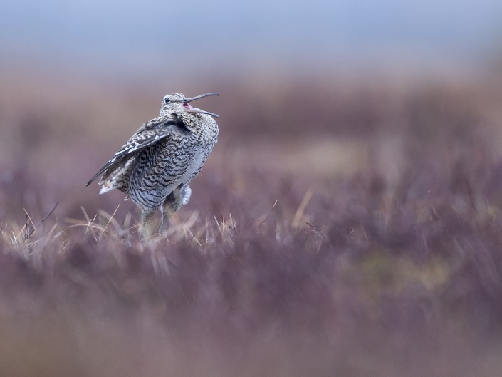 Great Snipe, Jämtland 2015