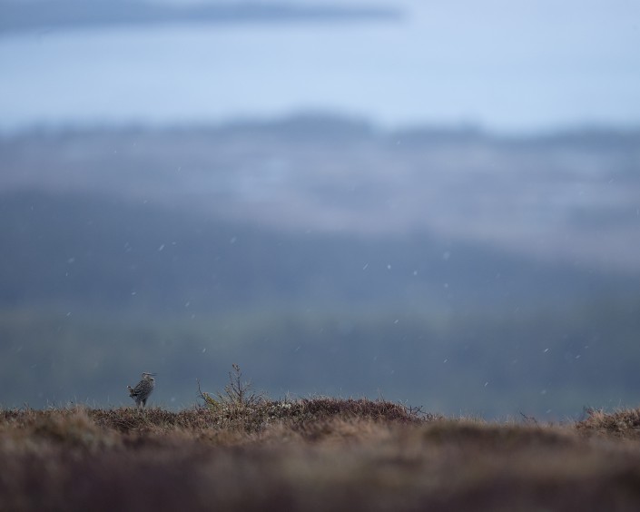 Great Snipe, Jämtland 2015