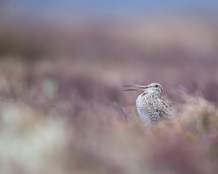 Great Snipe, Jämtland 2015