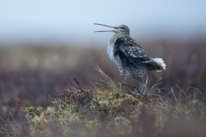 Great Snipe, Jämtland 2015