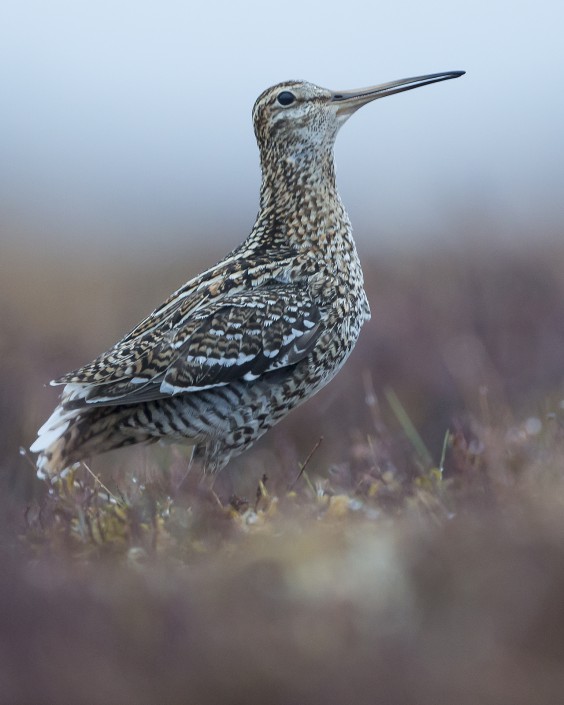 Great Snipe, Jämtland 2015