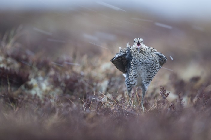 Great Snipe, Jämtland 2015