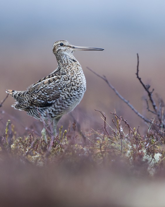 Great Snipe, Jämtland 2015