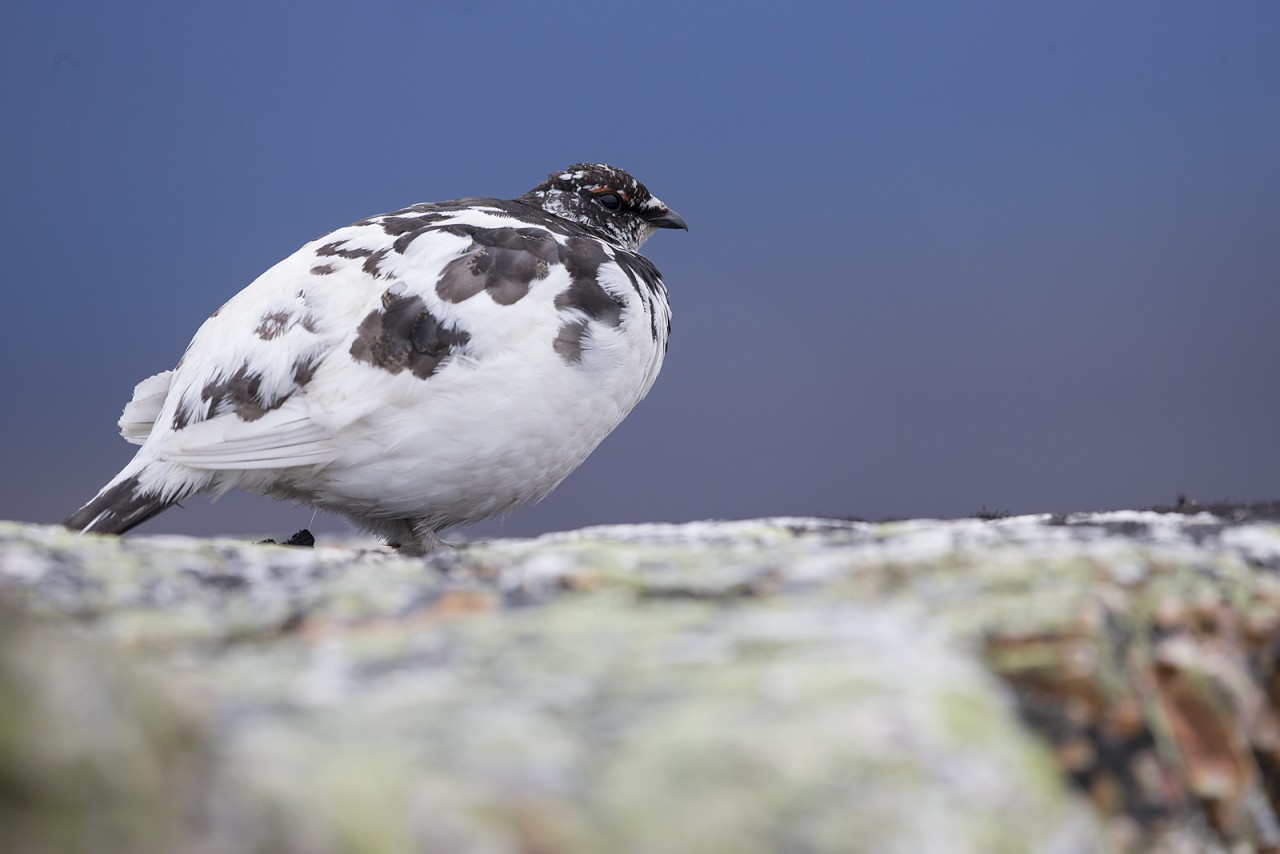 Rock Ptarmigan Nipfjället 2015