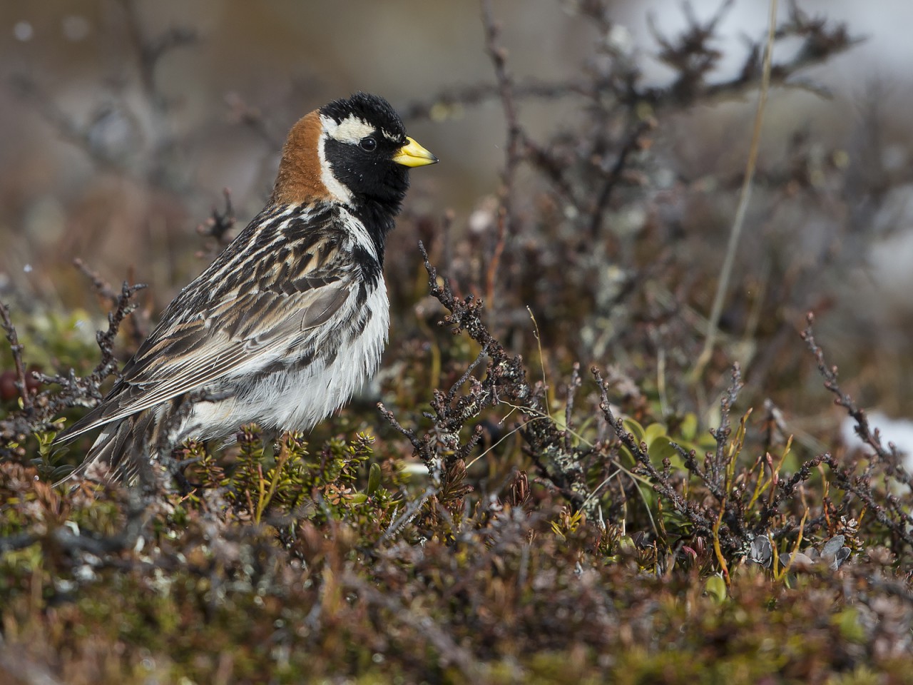 Lapland Longspur, Flatruet 2015