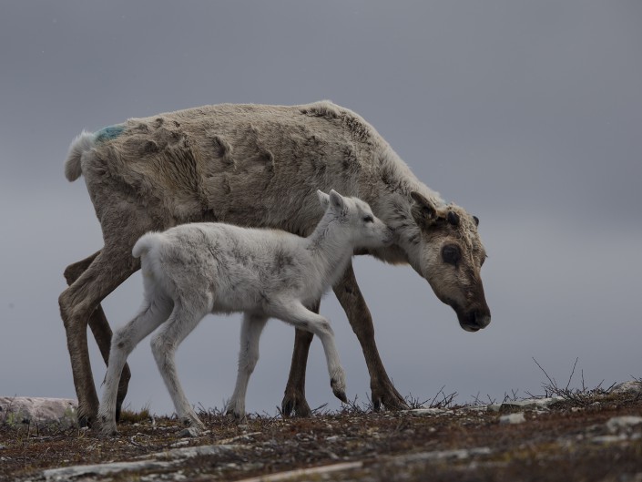 Caribou, Härjedalen 2015