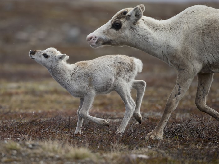 Caribou, Härjedalen 2015