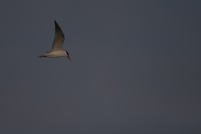 Skräntärna, Caspian tern, Hydroprogne caspia